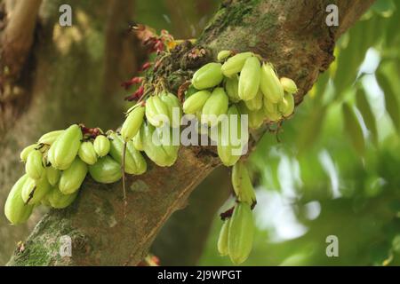 Giovane bello cibo fresco averroa bilimbi cetriolo cottura albero, primo piano di averroa bilimbi frutta pianta albero naturale sullo sfondo. Foto Stock