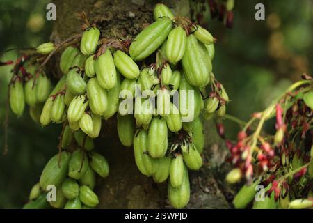 Giovane bello cibo fresco averroa bilimbi cetriolo cottura albero, primo piano di averroa bilimbi frutta pianta albero naturale sullo sfondo. Foto Stock