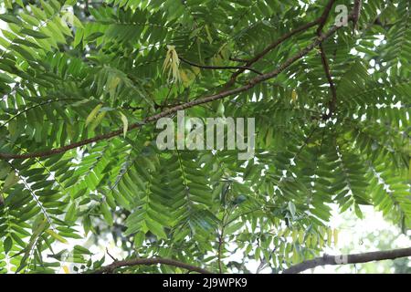 Giovane bello cibo fresco averroa bilimbi cetriolo cottura albero, primo piano di averroa bilimbi frutta pianta albero naturale sullo sfondo. Foto Stock