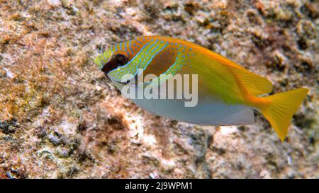 Pesce coniglio o siganus virgatus o due pesci coniglio barrati che nuotano tra la barriera corallina tropicale. Foto subacquea di pesce di coniglio giallo colorato Foto Stock