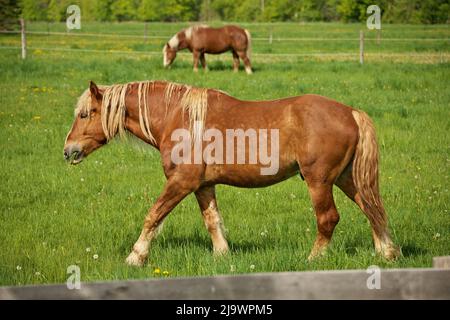 Un maschio Flaxen Castagno Cavallo Stallion Colt camminando attraverso un pascolo prato tra pascolo Foto Stock