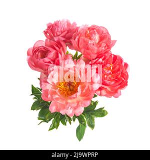 Bella peonie rosa fiori isolati su sfondo bianco Foto Stock