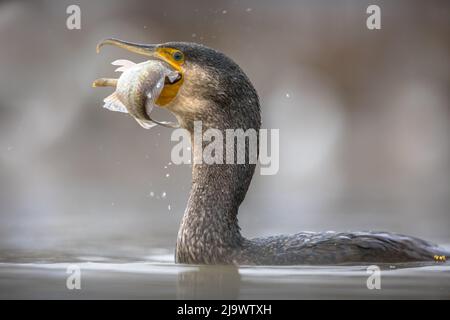 Grande cormorano (Phalacrocorax carbo) mangiare carpe pesce catturato nel lago Csaj, Kiskunsagi Parco Nazionale, Pusztaszer, Ungheria. Febbraio. Questo grande nero Foto Stock