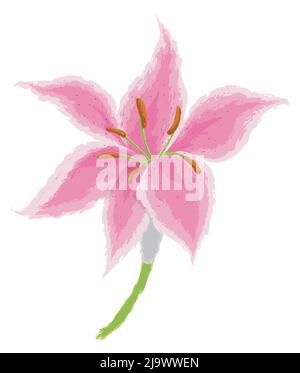 Design con pennellate di un lilio rosa con gambo e texture di colore morbido in stile acquerello su sfondo bianco. Illustrazione Vettoriale