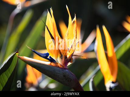 Fiori di Strelitzia, o uccello del fiore del Paradiso, Strelitzia Reginae, closae up, coltivando nel sud della Spagna Foto Stock