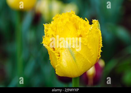Giallo tulipano terry fiore, primo piano. Tulipano frangiato in fiore con bordo sfilacciato sui petali, primo piano. Tulipa Hamilton fiore primaverile. Foto Stock