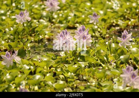 Giacinto d'acqua Foto Stock