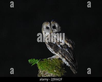 Gufo tawny di notte. Strix Aluco. Kirkcudbright, Scozia. Foto Stock
