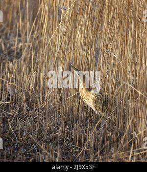 Bittern in un reedbed, far Ings, West Yorkshire. Botaurus stellaris Foto Stock