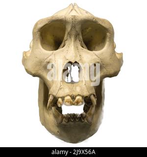 Cranio gorilla maschio isolato su bianco. Foto Stock