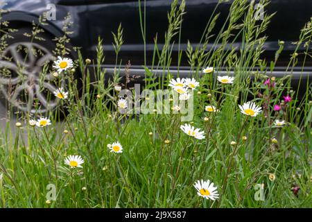 Wildflower Road si erge durante maggio con un'auto che passa accanto ai fiori selvatici, Surrey, Inghilterra, Regno Unito Foto Stock