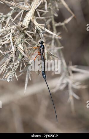 Ichneumon wasp, una specie di vespa solitaria, Regno Unito, nel mese di maggio Foto Stock