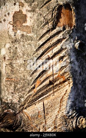 sfondo astratto segato sulla corteccia di un albero Foto Stock