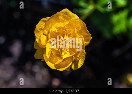 Fiore di Globeflower comune o europeo (Trollius europaeus) Foto Stock