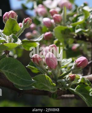 Fiori di mela in fiore presto presi nella mattina calda di primavera Foto Stock