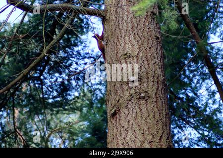 Foglie e alberi colorati attraverso la luce del sole nella foresta sul Veluwe nei Paesi Bassi Foto Stock