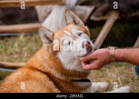 Man mano che stroking rosso cane Husky siberiano al parco Foto Stock