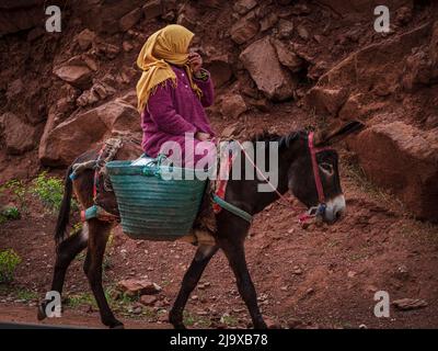 Donna berbera che guida un asino, Ait Blal, provincia azilica, catena montuosa dell'Atlante, marocco, africa Foto Stock