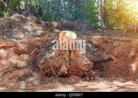 Preparando terra per l'alloggiamento di proprietà nuove complesse con rimozione del ceppo dell'albero lo scavo fuori delle radici del tronco Foto Stock