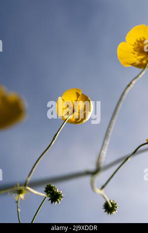 Basso angolo di fiori butterCup contro un cielo blu Foto Stock