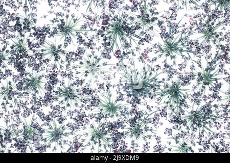 Fiori del Daucus carota ‘gara’ sfondo. La carota di Daucus anche chiamata carota selvaggia, nido dell'uccello, merletto del vescovo, merletto della regina Anna. Ripetizione. Chiudi-u Foto Stock