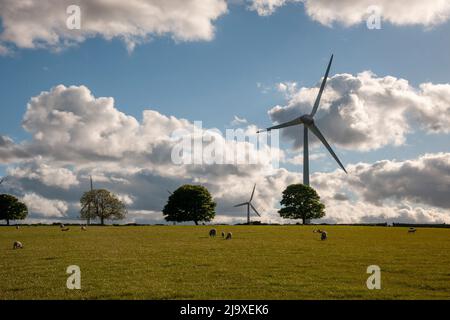 Le pecore si sgranano nei campi sotto le turbine eoliche in un nuvoloso giorno primaverile Foto Stock