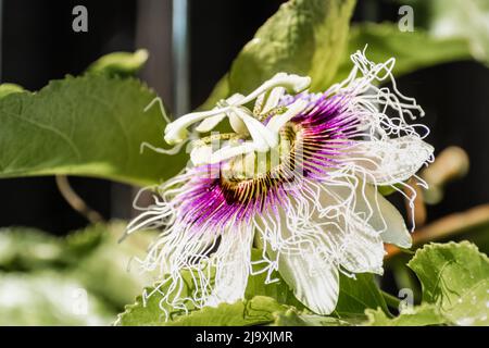 Primo piano del fiore Passiflora edulis Foto Stock