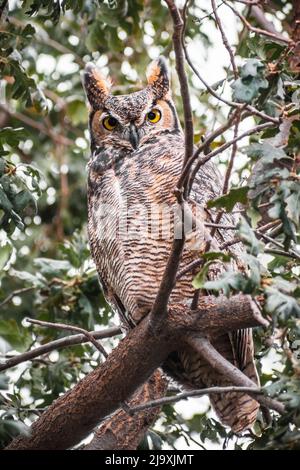 Gufo cornuto grande (Bubo virginianus) seduto in un albero di quercia, guardando dritto la macchina fotografica; zona orientale della baia di San Francisco, California Foto Stock