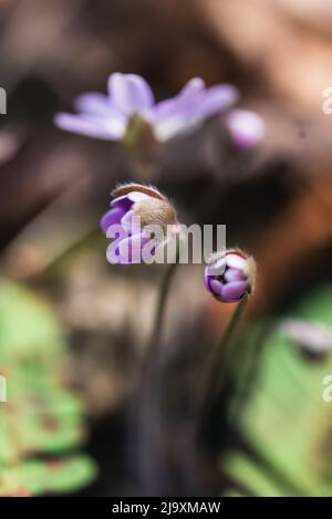 Primo piano di piccoli fiori selvatici viola che sbocciano nei boschi il giorno della primavera. Foto Stock