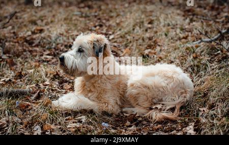 Primo piano di wheaten terrier cane che si posa sull'erba al sole. Foto Stock