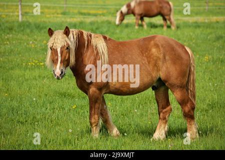 Un maschio Flaxen Cavallo di Castagno Colt Stallion guarda verso la macchina fotografica mentre pascola nel pascolo Foto Stock