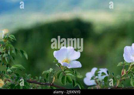 Fiori bianchi di rose di cane o rosa contro lo sfondo sfocato di foglie verdi e cielo in una giornata di primavera in natura. Spazio libero per il testo Foto Stock
