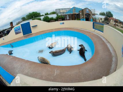 La piscina di allevamento del Baby Seal presso il Natureland Seal Sanctuary di Skegness, Lincolnshire. Natureland salvataggio e riabilitato orfano e feriti cuccioli di foca t Foto Stock