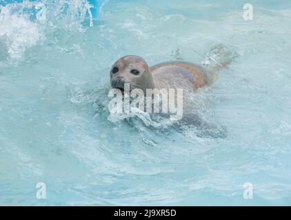 Sigillo presso il Natureland Seal Sanctuary di Skegness, Lincolnshire. Natureland salvare e riabilitare cuccioli di foca orfani e feriti che sono bloccati su li Foto Stock