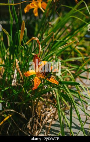 Una farfalla si siede in un giorno Lilly Flower nel giardino Foto Stock