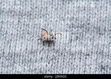 pericoloso sanguinoso segno di spunta su vestiti umani in attesa di vittima Foto Stock