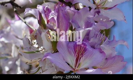 Fiori di primavera a Benahavis Foto Stock