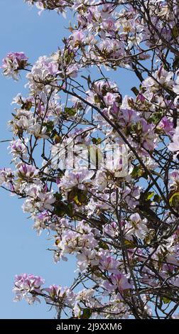 Fiori di primavera a Benahavis Foto Stock