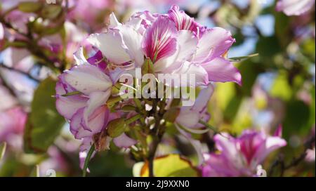 Fiori di primavera a Benahavis Foto Stock