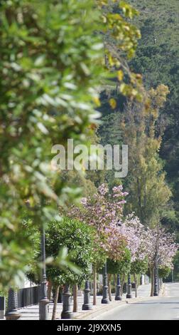 Fiori di primavera a Benahavis Foto Stock