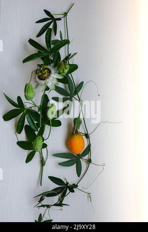 Passione Fiore frutta su sfondo bianco Foto Stock