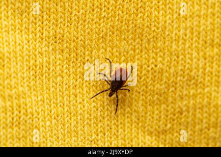 pericoloso sanguinoso segno di spunta su vestiti umani in attesa di vittima Foto Stock