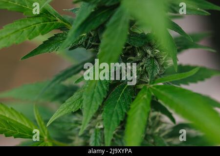 Primo piano di germogli di Cannabis, foglie e trichomi Foto Stock