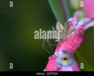 Ragno lynx a strisce sui fiori rosa Foto Stock