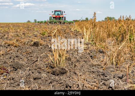 Avvizzimento delle erbacce dopo l'irrorazione di erbicidi in campo agricolo con trattore e coltivatore. Controllo delle erbacce, erbicida e concetto di agricoltura. Foto Stock