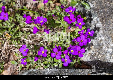 'Blaumeise' rockcess viola, Småblommig aubrietia (Aubrieta deltoidea) Foto Stock