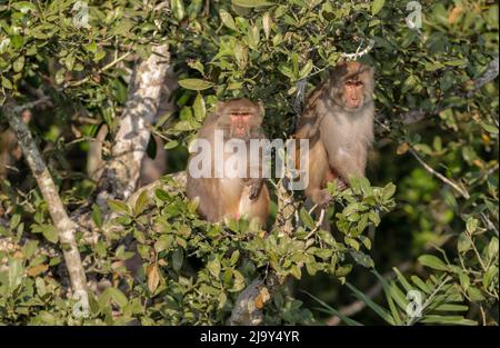 Il macaco di rhesus, scimmia di rhesus colloquialmente, è una specie di scimmia del Vecchio mondo. Questa foto è stata presa da Sundarbans, Foto Stock