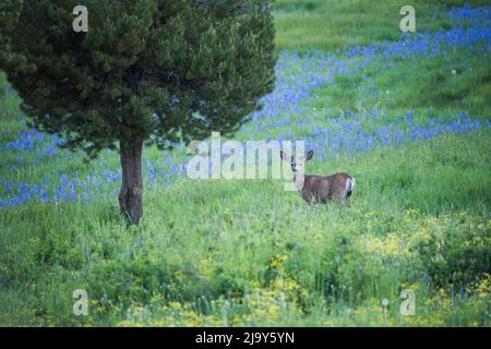 Mule Deer buck in velluto si erge in erba alta e fiori camas durante la primavera, Mesa Falls Scenic Byway, Island Park, Fremont County, Idaho, USS Foto Stock