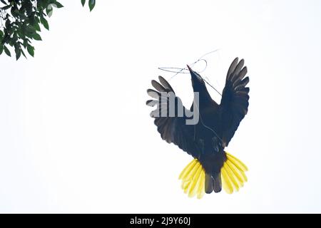 Montezuma Oropendola ,Psarocolius montezuma Foto Stock