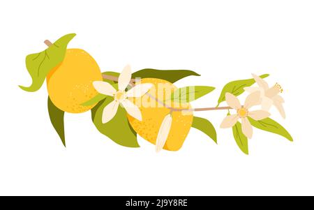 Limone frutta appesa sul ramo con foglie verdi e fiore, albero tropicale Illustrazione Vettoriale